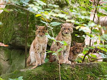 Erfolgreiche Luchszucht im Tiergarten Nürnberg: Beitrag zum Artenschutz