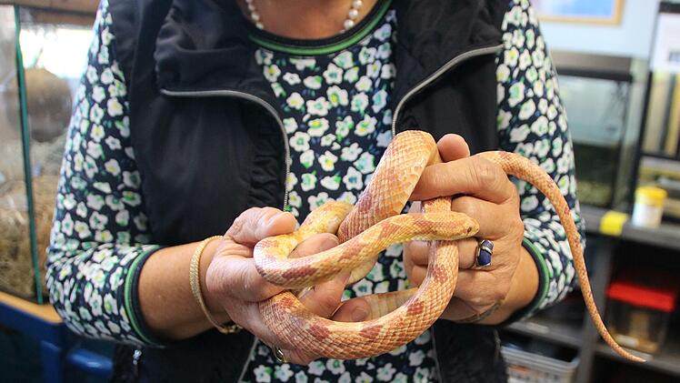 Diese Kornnatter ist eine der beiden größten. Sie ist hell, weil sie sich gerade erst gehäutet hat. Foto: Mützel