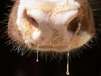 Beulen am ganzen Körper: Tückische Tierseuche breitet sich in Europa aus