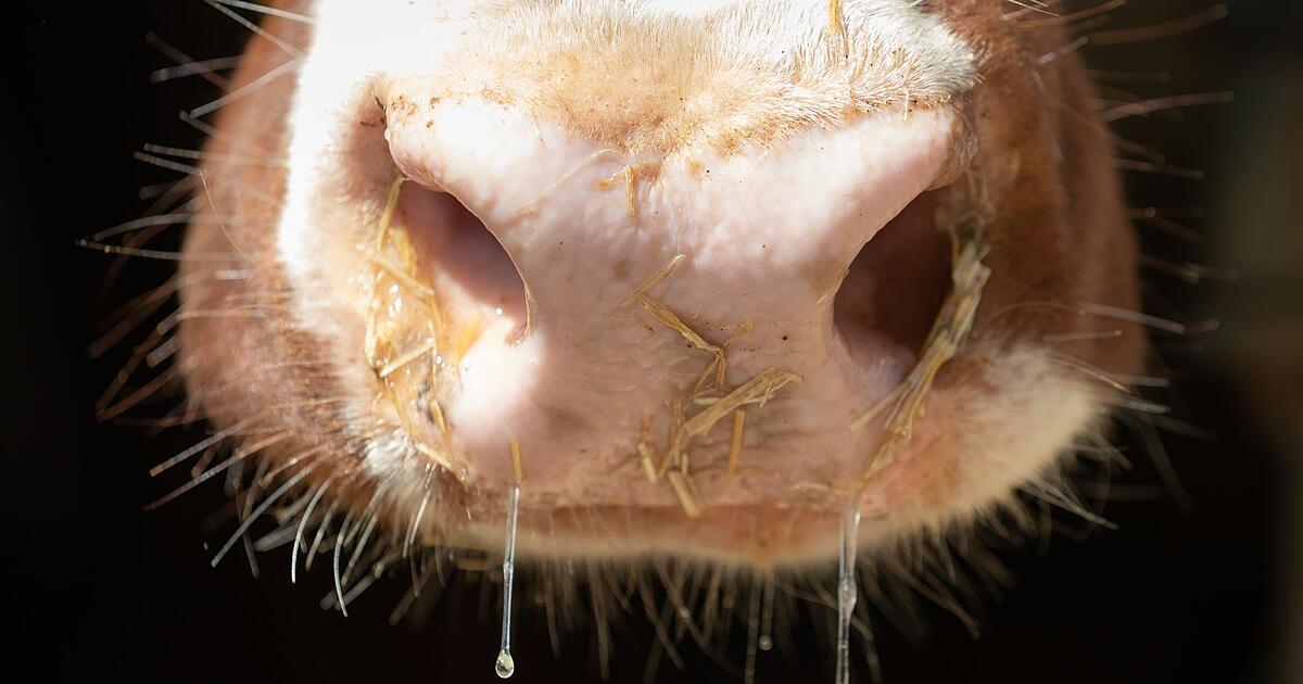 Lumpy Skin Disease: Pet owners should be particularly vigilant