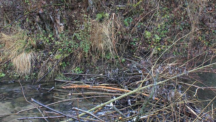 Der Biber baut einen neuen Damm im Leßbach in Weißenbrunn. Foto: Dominic Buckreus
