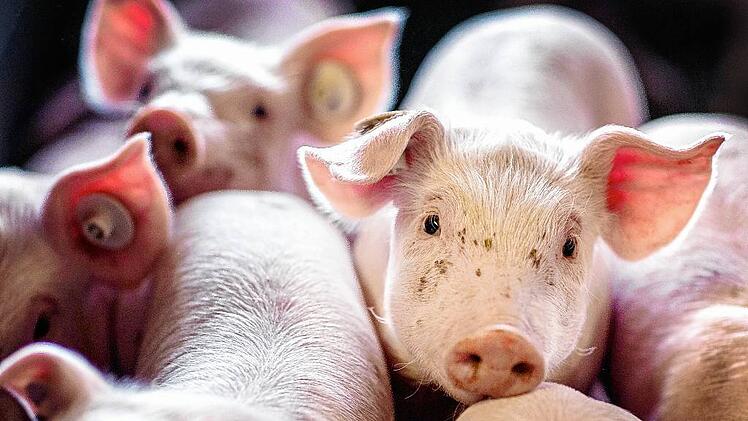 Schweine