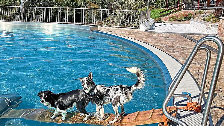 Am Samstag, 19. September, d&uuml;rfen Hunde im Terrassenschwimmbad baden gehen. Roland B&uuml;hner/Archiv