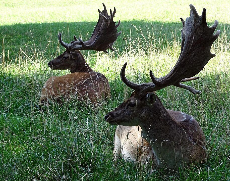 Ein Besuch im Wildtierpark Schloss Tambach. Danke an inFrankenPix-Nutzer herzolife!