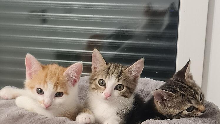 Landkreis Coburg: Kater Garfield erleidet trauriges Schicksal - Tierschutzverein mit "großer Bitte"