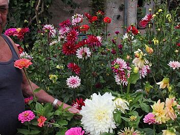 Ägidius Troll aus Wartmannsroth freut sich über die stattliche Dahlie. Der Blütenkopf hat einen Durchmesser von 26 Zentimetern, hat er nachgemessen. Auch sonst grünt und blüht es prächtig in dem fränkischen  Garten der Trolls. Foto: Gerd Schaar