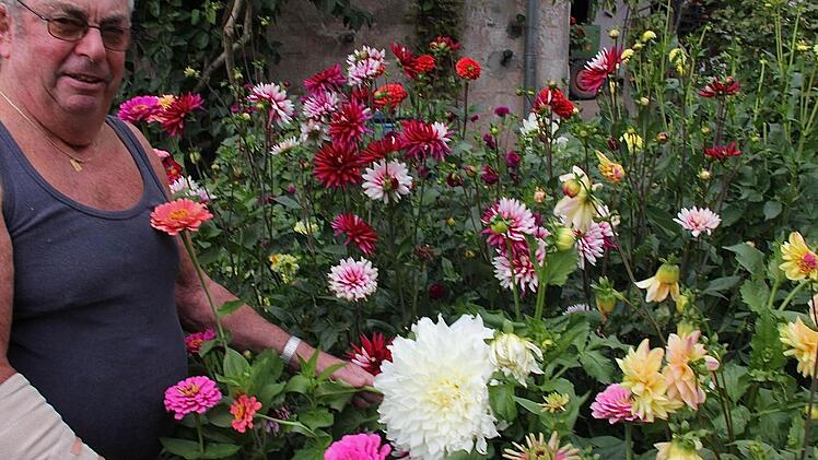 Ägidius Troll aus Wartmannsroth freut sich über die stattliche Dahlie. Der Blütenkopf hat einen Durchmesser von 26 Zentimetern, hat er nachgemessen. Auch sonst grünt und blüht es prächtig in dem fränkischen  Garten der Trolls. Foto: Gerd Schaar