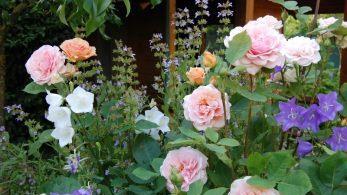 Charles-Austin-Rose mit Glockenblumen Foto: privat