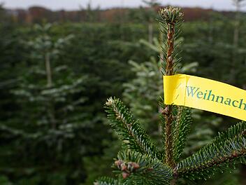 Bayreuth: Weihnachtsbaummarkt startet bald - Öffnungszeiten und Verkaufsstandorte