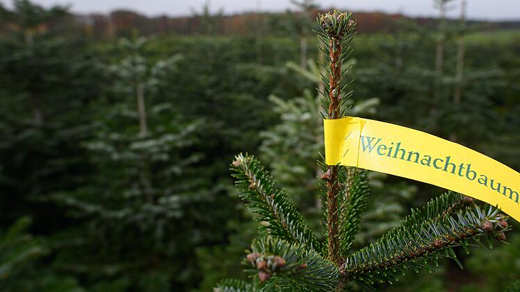 Bayreuth: Weihnachtsbaummarkt startet bald - Öffnungszeiten und Verkaufsstandorte