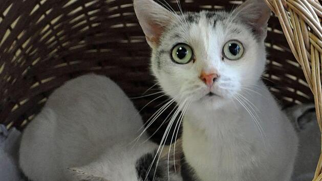 32 Katzen wurden aus einer Wohnung befreit und in die Tierheime Hof Erlalohe und Pfaffengr&uuml;n untergebracht. Foto: Tierheim Hof Erlalohe