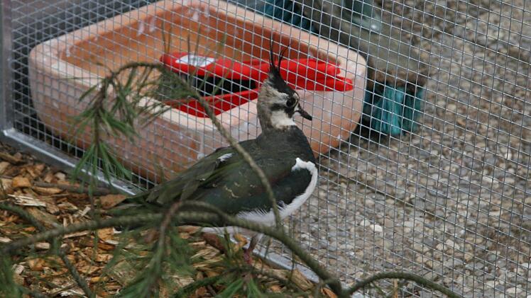 Kibi, wie Sabine Witt ihren Kiebitz-Pflegling nennt, ist ganz schön scheu und hektisch.
