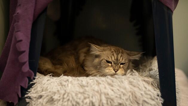 Tierheim N&uuml;rnberg stellt Fundkatze vor - sie wurde nie vermisst