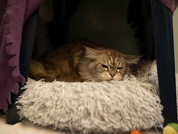 Tierheim N&uuml;rnberg stellt Fundkatze vor - sie wurde nie vermisst