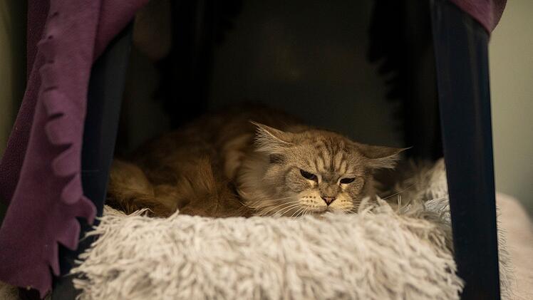 Tierheim N&uuml;rnberg stellt Fundkatze vor - sie wurde nie vermisst