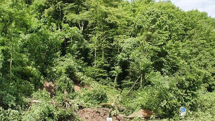Wäre der Waldhang ordentlich durchforstet worden, hätte es Ende Mai keinen Hangrutsch bei Dippach gegeben. Dieser Meinung sind viele Eltmanner Stadträte. Sie sehen andere in der Pflicht, hier etwas zu tun.