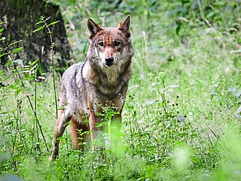 Erster standorttreuer Wolf im Kreis Erlangen-H&ouml;chstadt best&auml;tigt