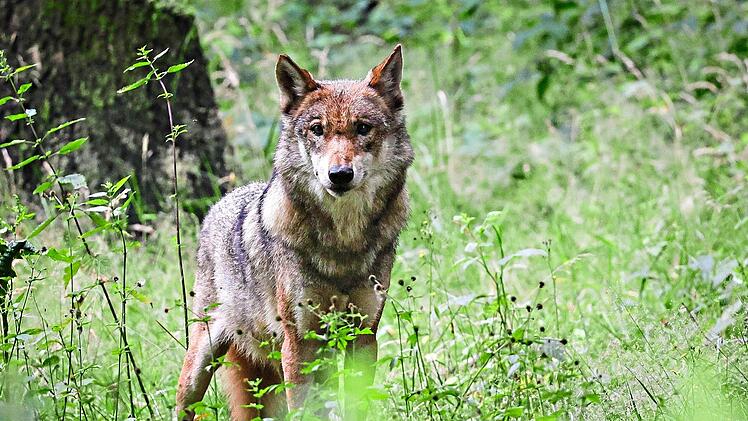 Erster standorttreuer Wolf im Kreis Erlangen-H&ouml;chstadt best&auml;tigt