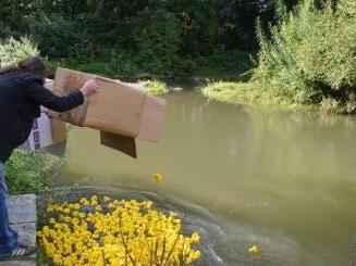 Zum vierten Mal schickt der Bürgerverein 400 Plastikenten ins Rennen auf der Rodach. Foto: Thomas Micheel