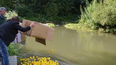 Zum vierten Mal schickt der Bürgerverein 400 Plastikenten ins Rennen auf der Rodach. Foto: Thomas Micheel