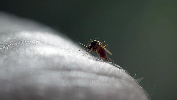 M&uuml;cken m&uuml;ssen sich erst selbst mit einem Virus infizieren, bevor sie diesen auf Mensch und Tier &uuml;bertragen k&ouml;nnen.