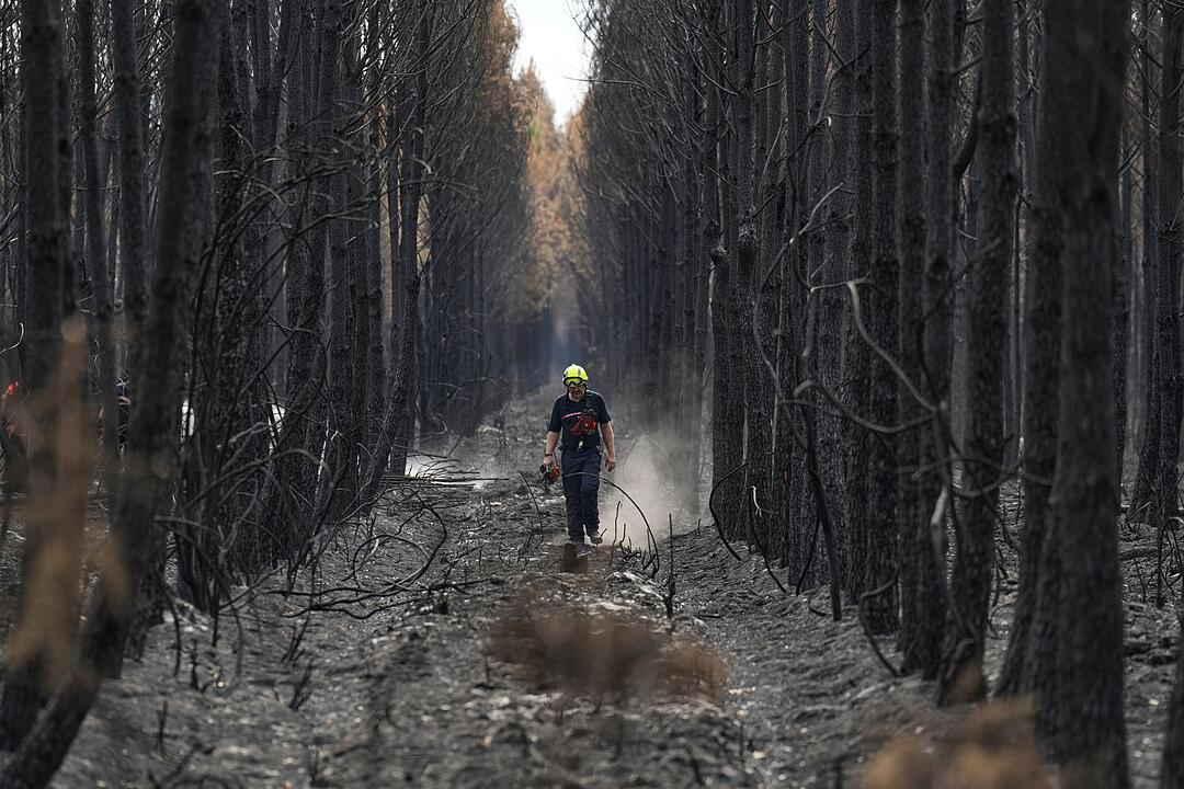 Waldbr&auml;nde in Frankreich