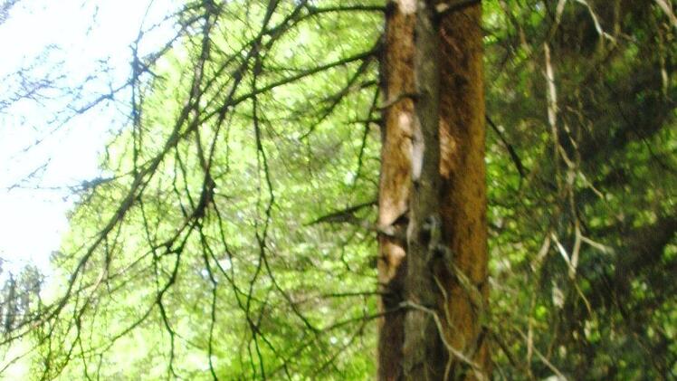 Eindrücke von der Informationsfahrt in den Bayerischen Wald. Foto: Friedwald Schedel