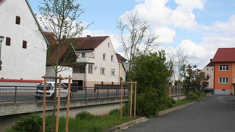 Lücken im Baumbestand entlang des Stöckleinsbachs wurden durch Neupflanzungen aufgefüllt.