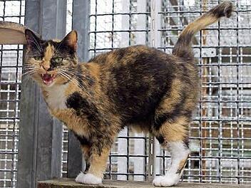 Maggy in ihrem Element Foto: privat