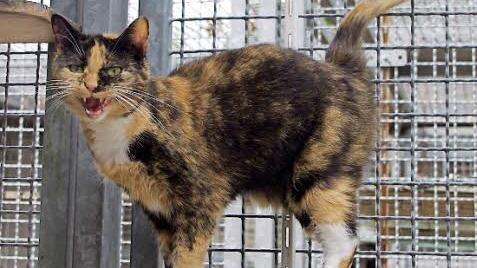 Maggy in ihrem Element Foto: privat