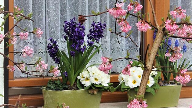 Ein Hauch von Rosa im Vorgarten. Foto: Jupp Schröder