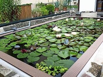 Die prächtigen Seerosen in Heinz Neurers Gartenteich.  Foto: Karl-Heinz Hofmann