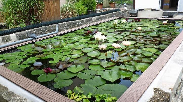 Die prächtigen Seerosen in Heinz Neurers Gartenteich.  Foto: Karl-Heinz Hofmann