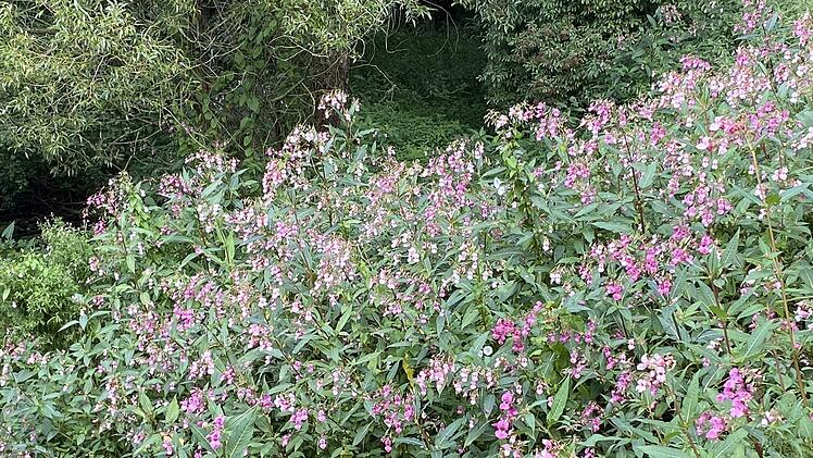 Das  eingeschleppte Drüsige oder Indische Springkraut springt wahrlich ins Auge und verwehrt den Zugang zu den früher freien "Sinn-Stränden". Foto: Hans-Peter Ehrensberger