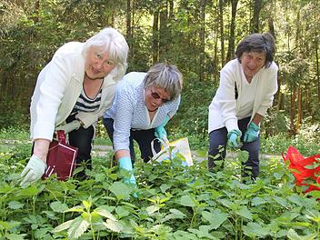 Für Ihren "Küll" tun sie alles - sogar Brennnesseln rupfen. Die Mitglieder des Bamberger   Damen-Stammtischs zieht es jedes Jahr im Frühling an den Fuß der Giechburg. Hier sammeln Gerlinde Trunk, Christel Fabian und Maria Neumann Grünzeug für ihre Spezialität. Diana Fuchs