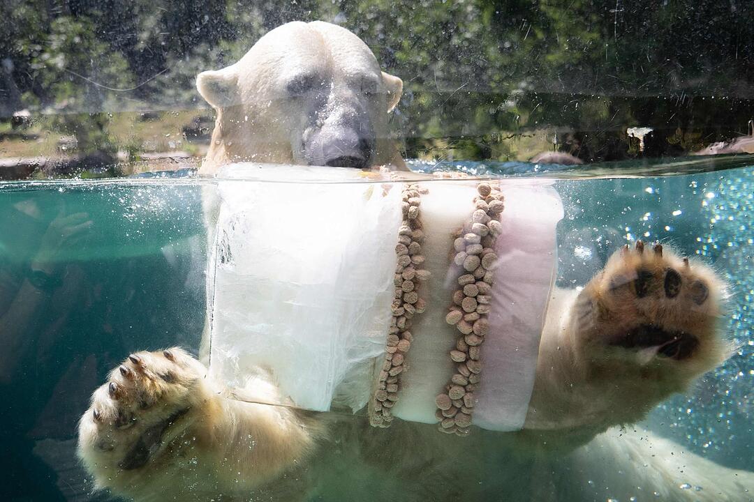 Wetter Frankreich - Abk&uuml;hlung im Zoo