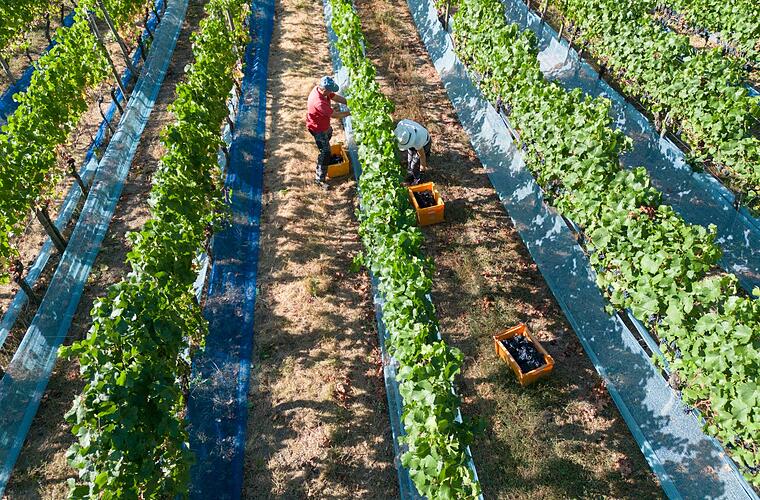 Weinlese in Deutschland zum größten Teil beendet