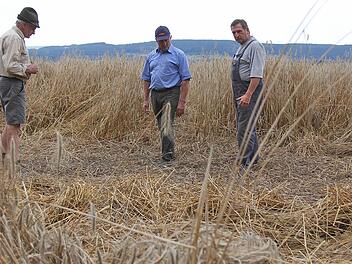 Jäger Edwin Meder, Schadensschätzer Kurt Selbert und Landwirt Klaus Eisenhauer (von links) im Feld. Heuer gibt es auch viele Schädigungen durch das Mutterkorn, ein Pilzbefall. Foto: Gerd Schaar