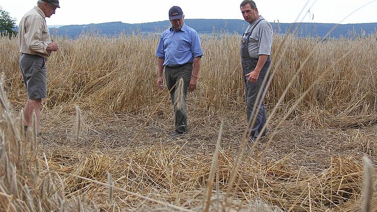 Jäger Edwin Meder, Schadensschätzer Kurt Selbert und Landwirt Klaus Eisenhauer (von links) im Feld. Heuer gibt es auch viele Schädigungen durch das Mutterkorn, ein Pilzbefall. Foto: Gerd Schaar
