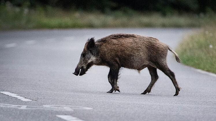 Wildschwein auf Stra&szlig;e