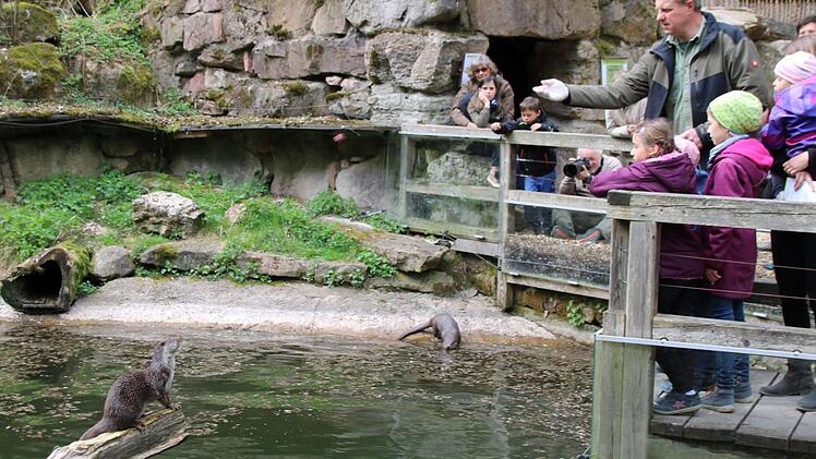 Jeden Nachmittag gegen 15 Uhr finden öffentliche Fütterungen im Wildpark Klaushof statt. Hier wirft Tierpfleger Frank Wehner dem Fischotter ein Stück Fleisch zu. Foto: Kathrin Kupka-Hahn