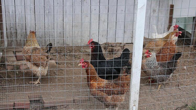 In einem Bereich ihres Geheges haben die H&uuml;hner eine Ecke mit Sand, in dem sie sich zur Fellpflege w&auml;lzen. Foto: Cindy D&ouml;tschel