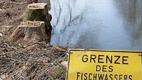 Die letzten drei Bäume (links) werden am 29. Februar gefällt.