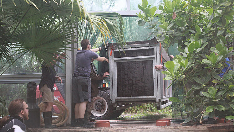 N&uuml;rnberg: In mit Wasser gef&uuml;llter Kiste - Seekuh aus Polen im Tiergarten angekommen