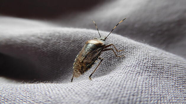 Stinkwanze in der Wohnung