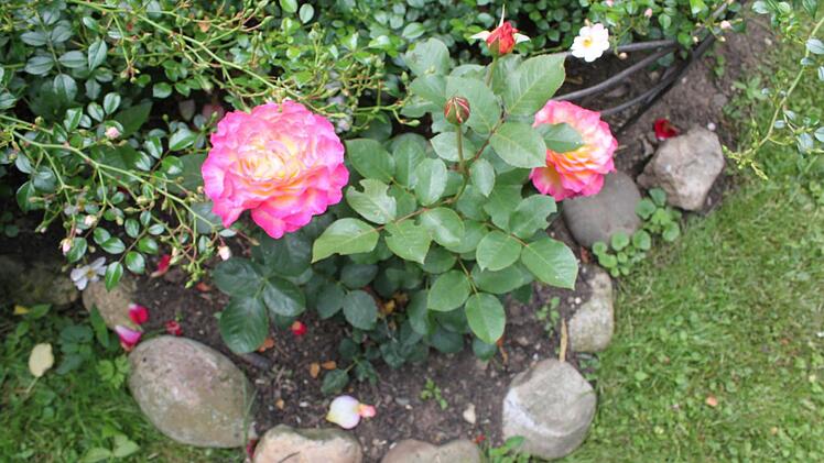 Weitere Eindrücke aus dem Rosengarten