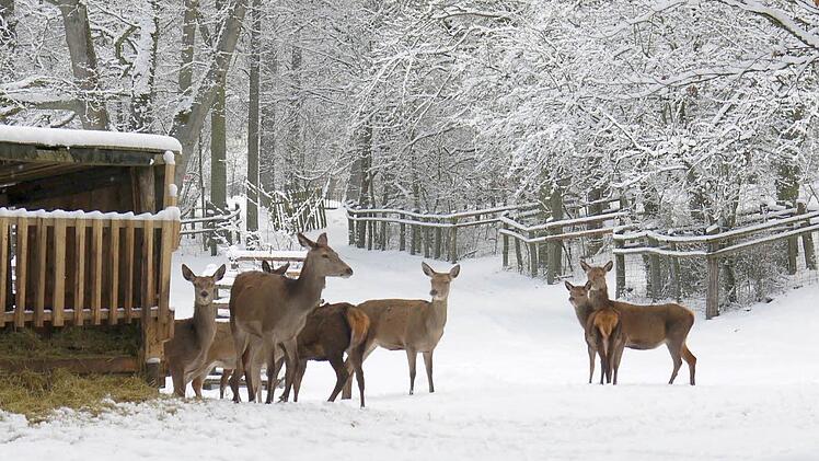 Im auch im Winter geöffneten Tambacher Wildpark lassen sich die Tiere nicht vom Neuschnee stören. Foto: Berthold Köhler