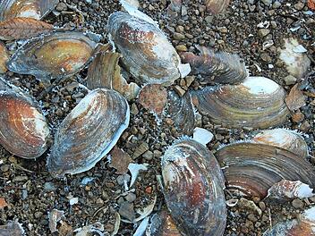 In den Wintermonaten werden durch die Absenkung des Ellertshäuser Sees viele Muschelschalen sichtbar. Foto: Heike Beudert