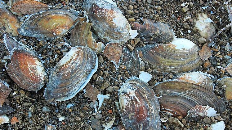 In den Wintermonaten werden durch die Absenkung des Ellertshäuser Sees viele Muschelschalen sichtbar. Foto: Heike Beudert