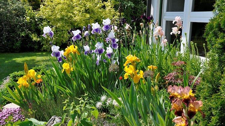 Garten Weichert Irisbl&uuml;te Foto: Alexandra Kemnitzer